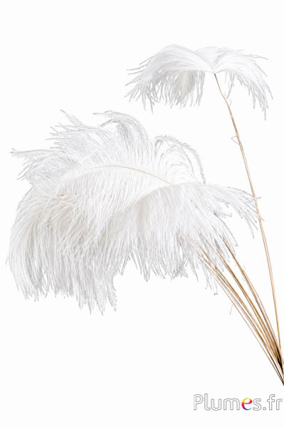 Panicule struzzo - 30-40 cm - bianco-crema